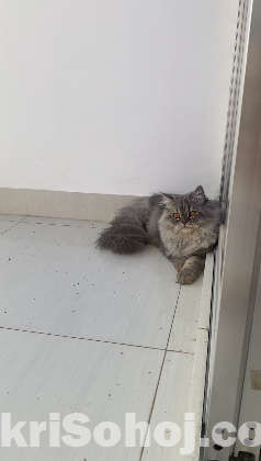 High quality traditional Persian